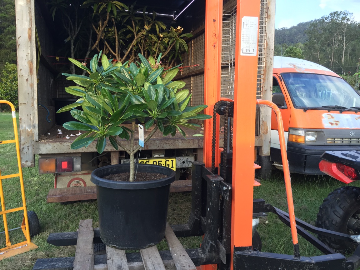 Large Potted Frangipani Trees For Sale Frangipanis RUs