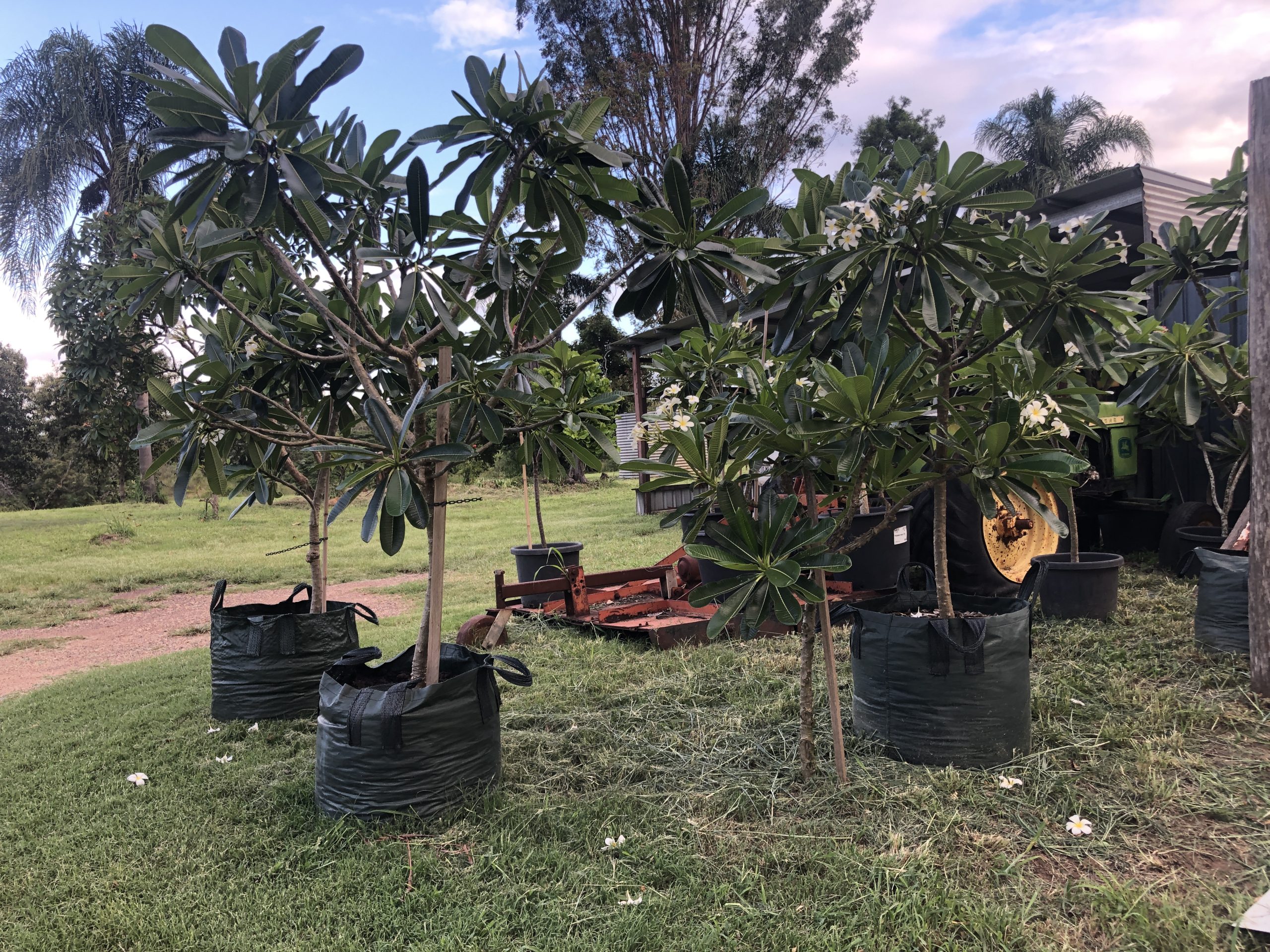 Large Potted Frangipani Trees For Sale Frangipanis RUs